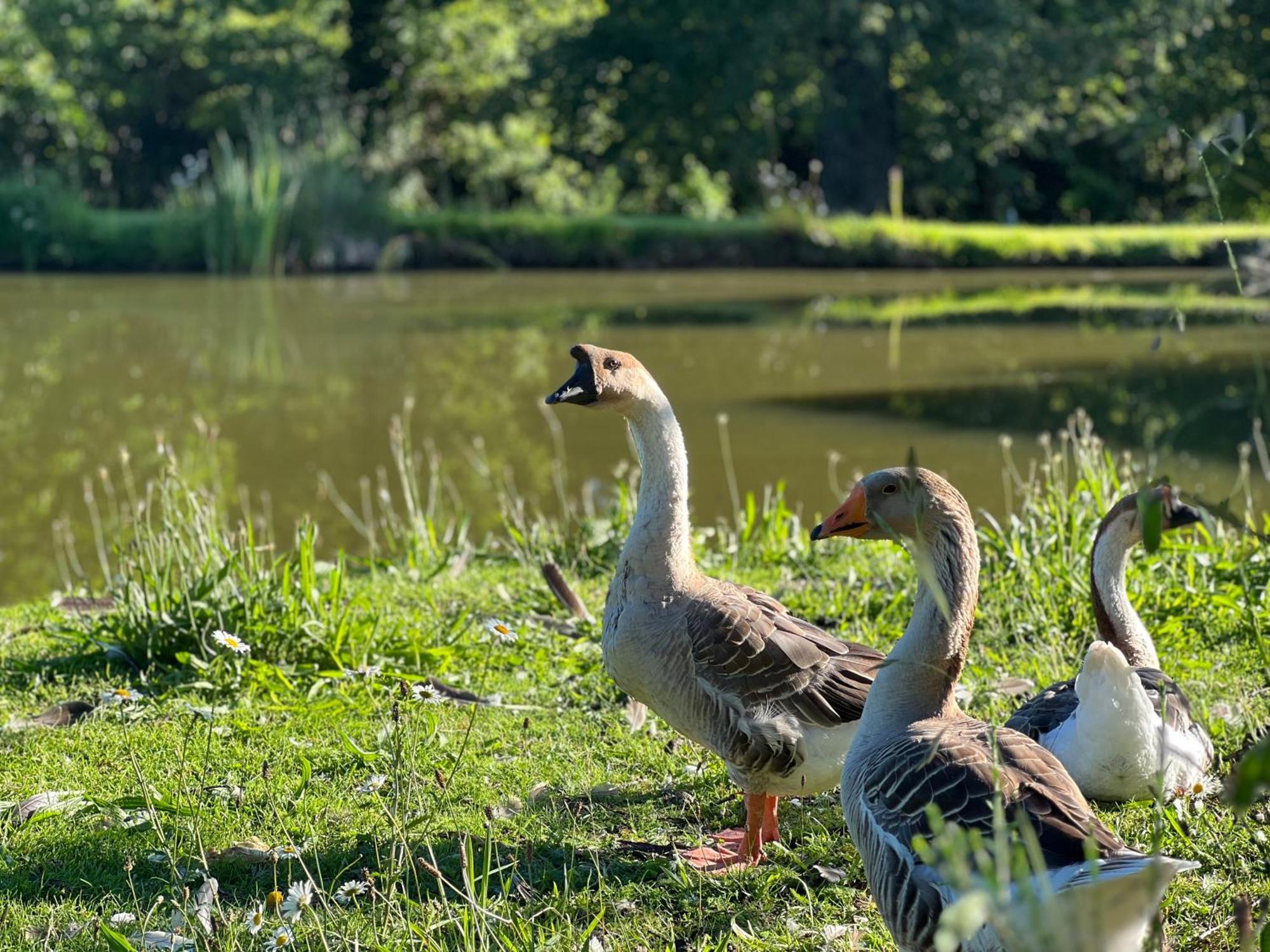 Le Domaine De La Vergnolle Roches  Eksteriør billede